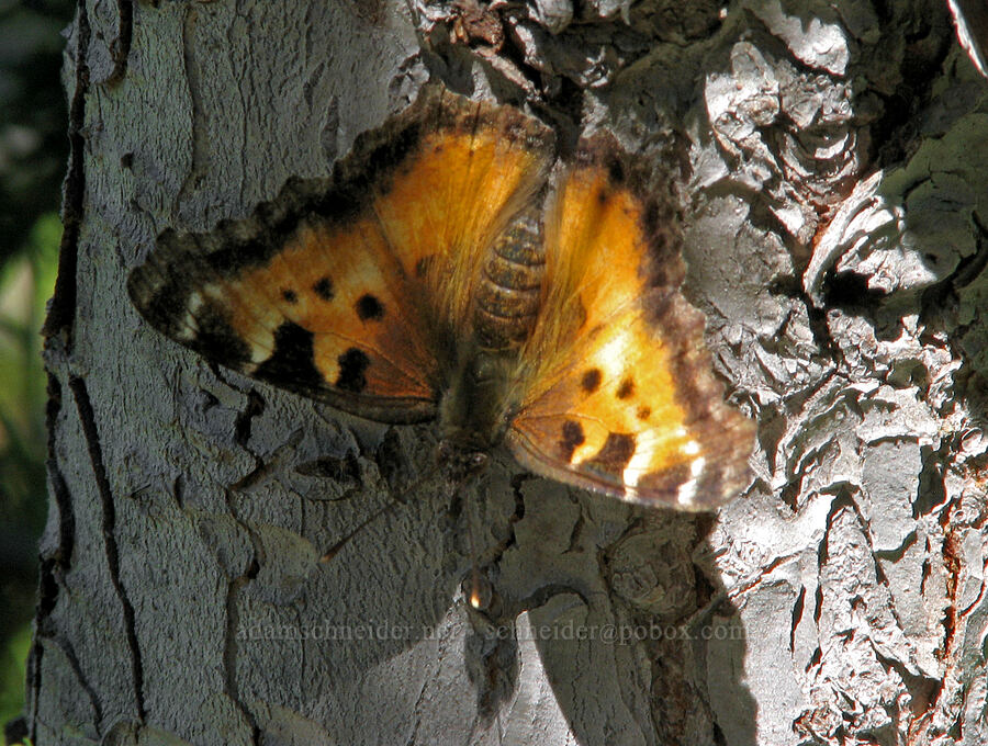 California tortoiseshell butterfly (Nymphalis californica) [Timberline Trail, Mt. Hood Wilderness, Hood River County, Oregon]