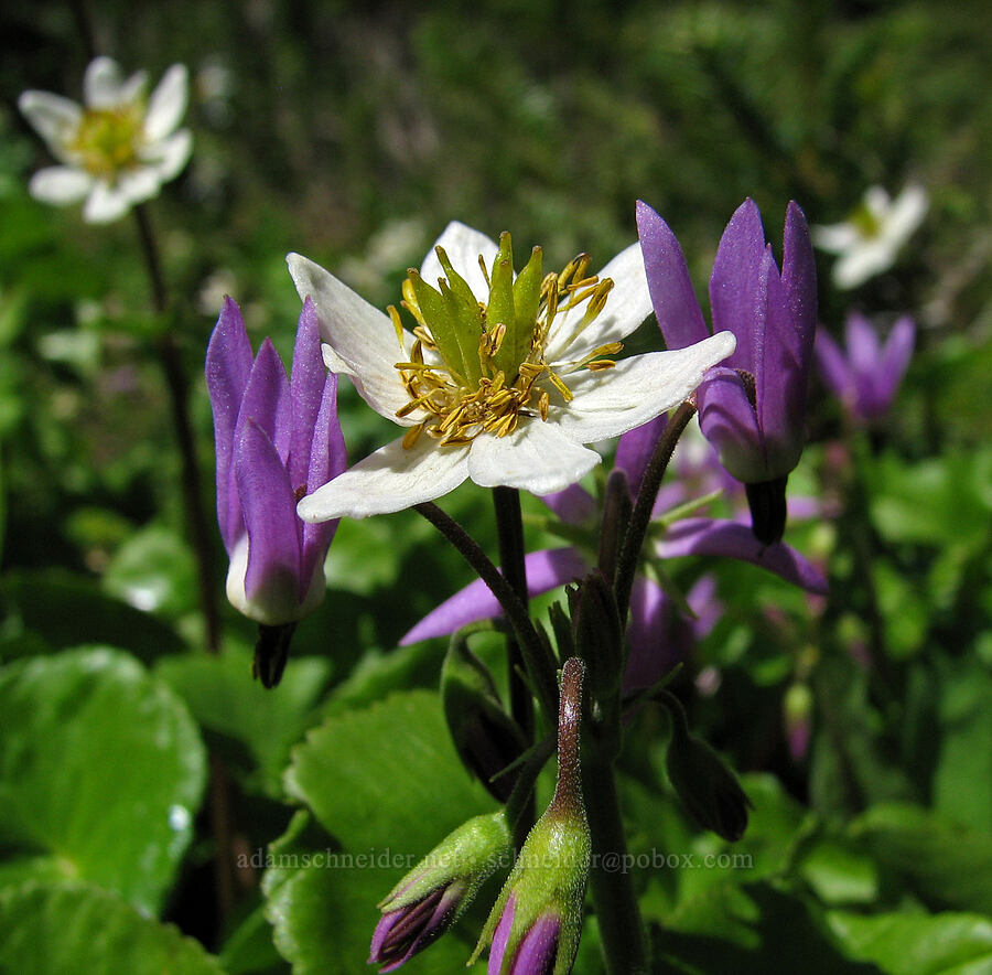 marsh-marigolds & tall mountain shooting star (Dodecatheon jeffreyi (Primula jeffreyi), Caltha biflora (Caltha leptosepala var. biflora)) [Timberline Trail, Mt. Hood Wilderness, Hood River County, Oregon]