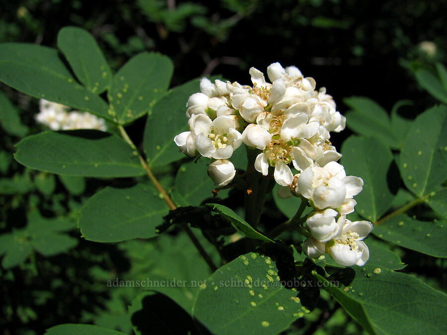Sitka mountain ash [Timberline Trail, Mt. Hood Wilderness, Hood River County, Oregon]