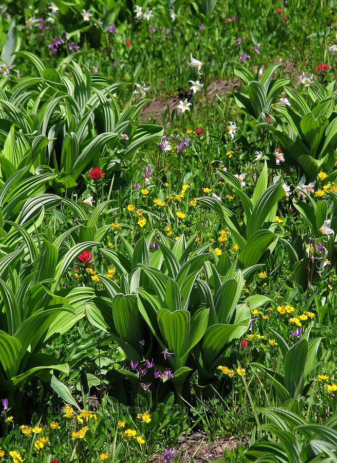 corn lily leaves & wildflowers (Veratrum viride var. eschscholtzianum (Veratrum eschscholtzii), Erythronium montanum, Castilleja parviflora var. oreopola, Dodecatheon jeffreyi (Primula jeffreyi), Potentilla flabellifolia) [Timberline Trail, Mt. Hood Wilderness, Hood River County, Oregon]