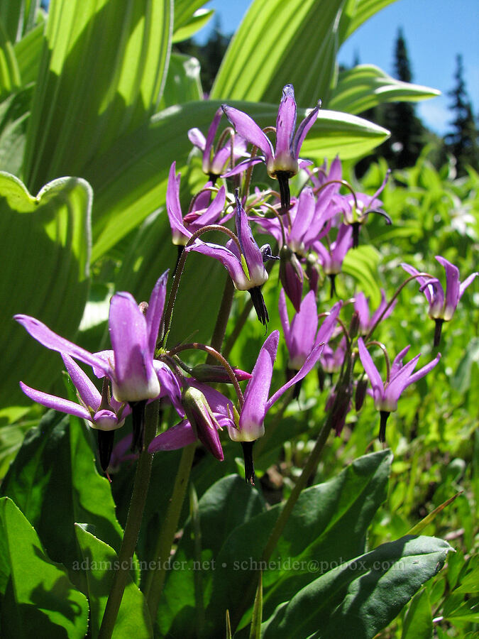 tall mountain shooting stars (Dodecatheon jeffreyi (Primula jeffreyi)) [Timberline Trail, Mt. Hood Wilderness, Hood River County, Oregon]
