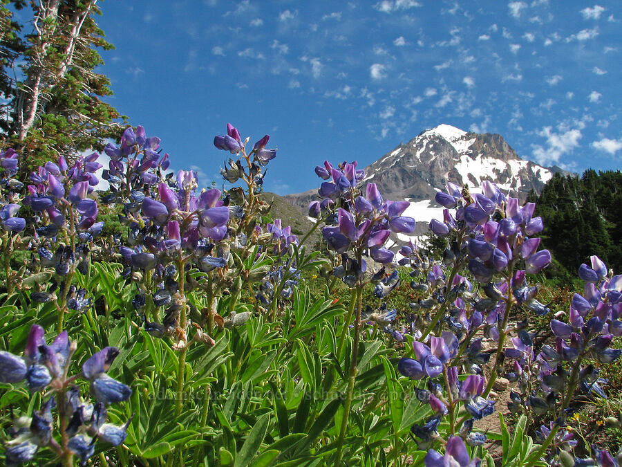 lupines & Mount Hood (Lupinus latifolius) [McNeil Point Trail, Mt. Hood Wilderness, Hood River County, Oregon]