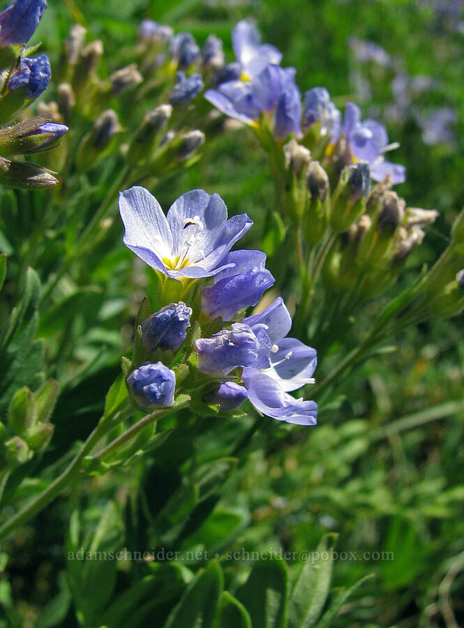 California Jacob's ladder (Polemonium californicum) [McNeil Point Trail, Mt. Hood Wilderness, Hood River County, Oregon]