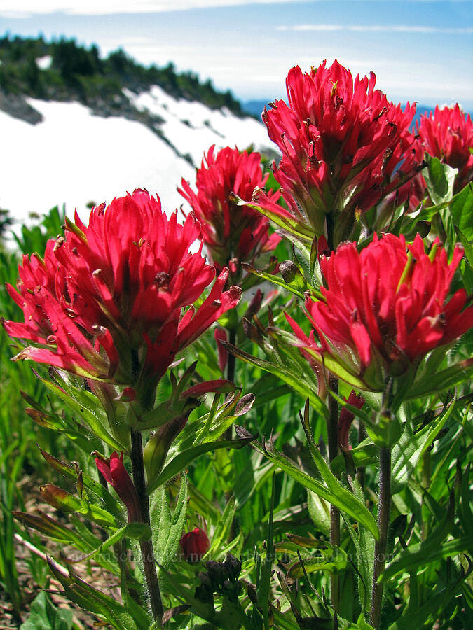 magenta paintbrush (Castilleja parviflora var. oreopola) [McNeil Point Trail, Mt. Hood Wilderness, Hood River County, Oregon]
