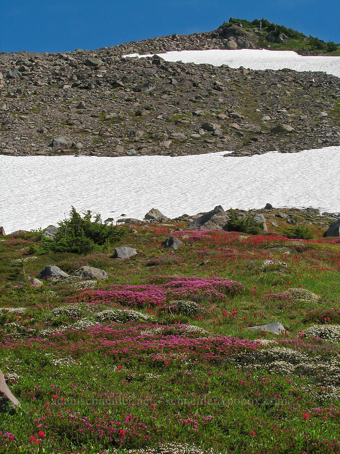 rocks, snow, heather, & paintbrush (Phyllodoce empetriformis, Cassiope mertensiana, Castilleja parviflora var. oreopola) [McNeil Point Trail, Mt. Hood Wilderness, Hood River County, Oregon]