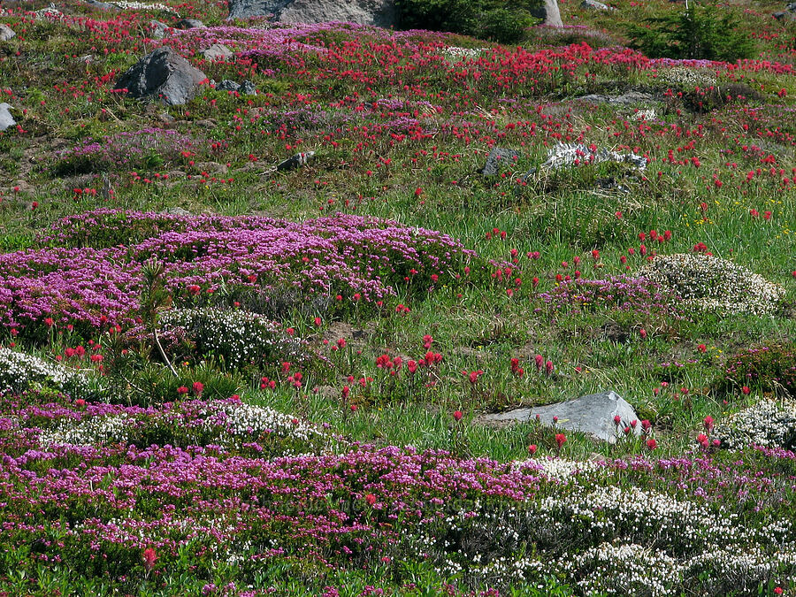 pink mountain heather, white mountain heather, & magenta paintbrush (Phyllodoce empetriformis, Cassiope mertensiana, Castilleja parviflora var. oreopola) [McNeil Point Trail, Mt. Hood Wilderness, Hood River County, Oregon]