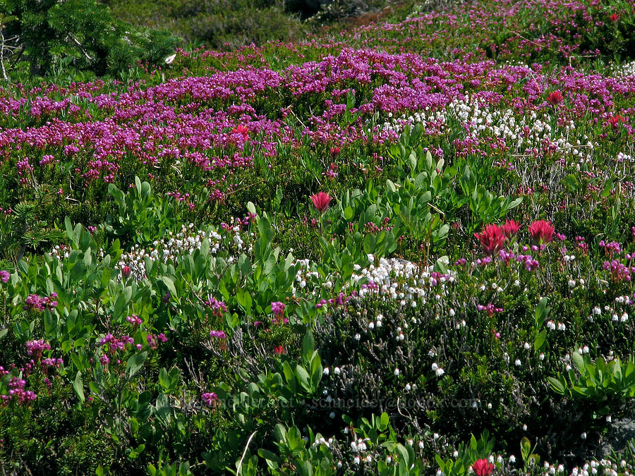 pink mountain heather, white mountain heather, & magenta paintbrush (Phyllodoce empetriformis, Cassiope mertensiana, Castilleja parviflora var. oreopola) [McNeil Point Trail, Mt. Hood Wilderness, Hood River County, Oregon]