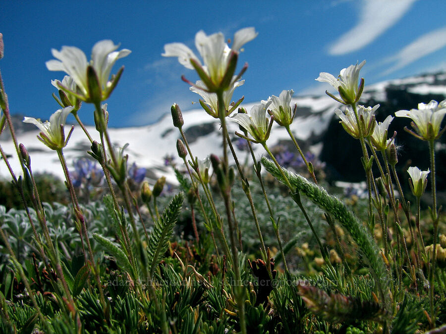alpine sandwort (Cherleria obtusiloba (Minuartia obtusiloba)) [above McNeil Point, Mt. Hood Wilderness, Clackamas County, Oregon]