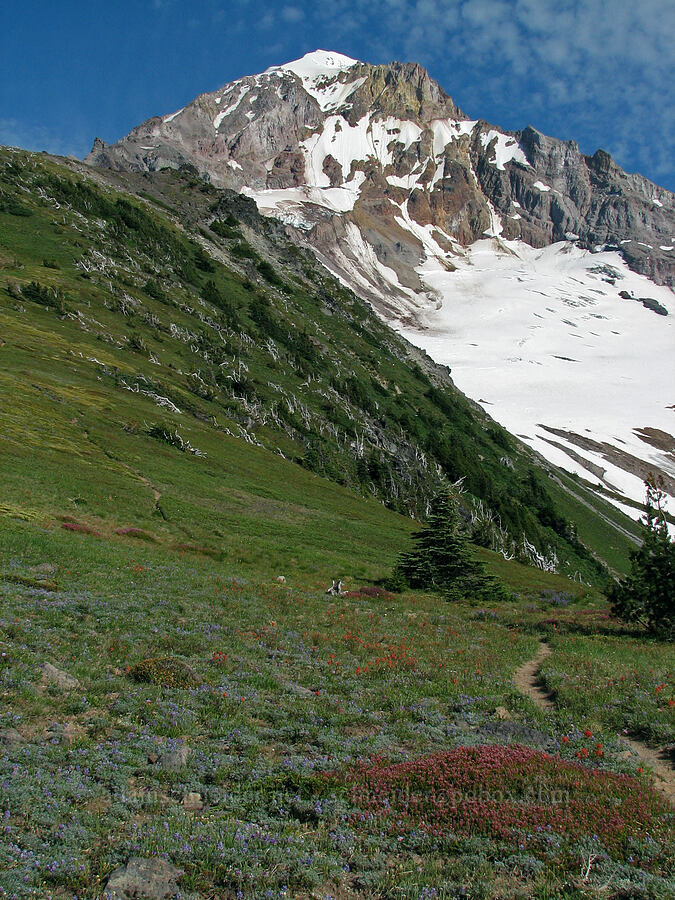 steep alpine meadows [above McNeil Point, Mt. Hood Wilderness, Hood River County, Oregon]