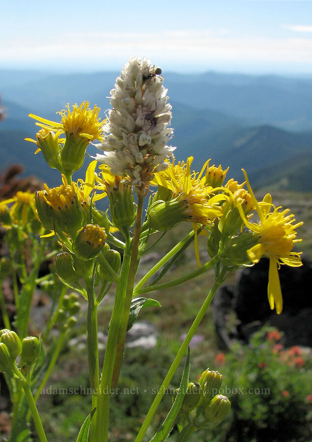 western bistort & groundsel (Bistorta bistortoides (Polygonum bistortoides), Senecio sp.) [above McNeil Point, Mt. Hood Wilderness, Clackamas County, Oregon]