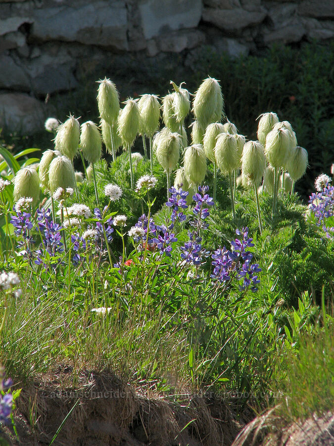 western pasqueflower, Sitka valerian, & lupine (Anemone occidentalis (Pulsatilla occidentalis), Valeriana sitchensis, Lupinus latifolius) [McNeil Point, Mt. Hood Wilderness, Clackamas County, Oregon]