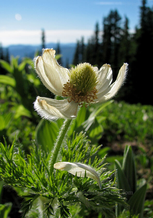 western pasqueflower (Anemone occidentalis (Pulsatilla occidentalis)) [Bald Mountain Ridge, Mt. Hood Wilderness, Hood River County, Oregon]