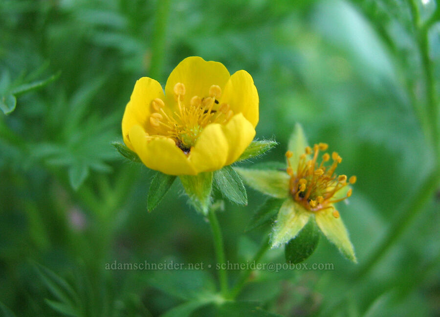 fan-leaf cinquefoil (Potentilla flabellifolia) [Bald Mountain Ridge, Mt. Hood Wilderness, Hood River County, Oregon]