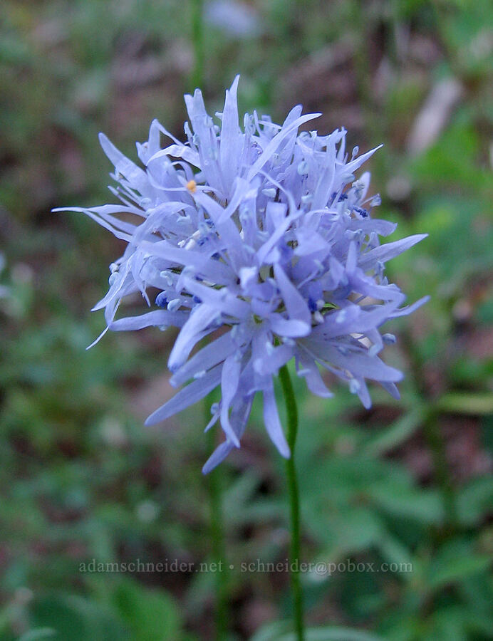 blue-headed gilia (Gilia capitata) [Bald Mountain, Mt. Hood Wilderness, Clackamas County, Oregon]