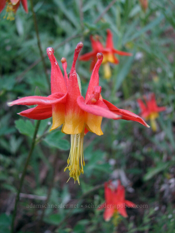 scarlet columbine (Aquilegia formosa) [Bald Mountain, Mt. Hood Wilderness, Clackamas County, Oregon]