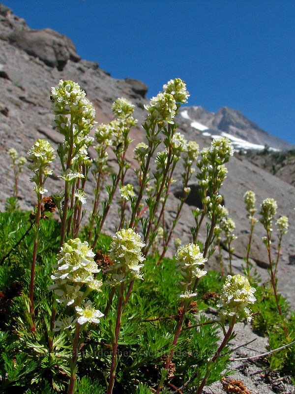 partridgefoot (Luetkea pectinata) [Little Zigzag Canyon, Mt. Hood National Forest, Clackamas County, Oregon]