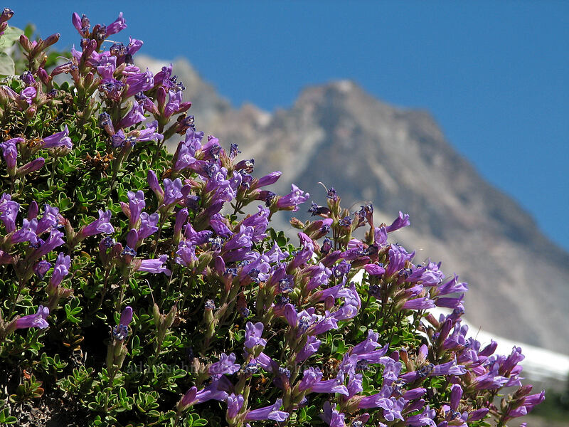 Davidson's penstemon (Penstemon davidsonii) [Little Zigzag Canyon, Mt. Hood National Forest, Clackamas County, Oregon]