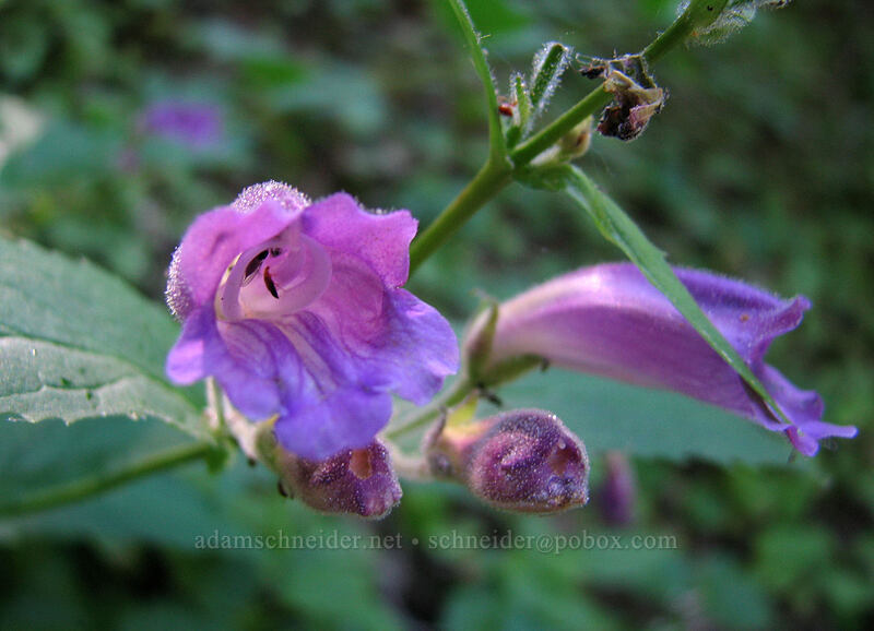 woodland penstemon (turtlehead) (Nothochelone nemorosa) [East side of Zigzag Canyon, Mt. Hood Wilderness, Clackamas County, Oregon]