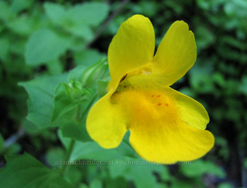 sharp-leaf monkeyflower (Erythranthe decora (Mimulus guttatus var. decorus)) [East side of Zigzag Canyon, Mt. Hood Wilderness, Clackamas County, Oregon]