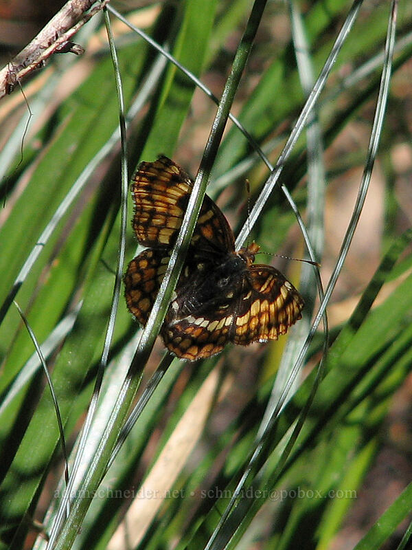 Hoffmann's checkerspot butterfly (Chlosyne hoffmanni) [West side of Zigzag Canyon, Mt. Hood Wilderness, Clackamas County, Oregon]