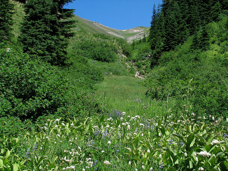 meadow with lupines, valerian, & corn lily (Lupinus latifolius, Valeriana sitchensis, Veratrum viride var. eschscholtzianum (Veratrum eschscholtzii)) [Paradise Park Loop Trail, Mt. Hood Wilderness, Clackamas County, Oregon]