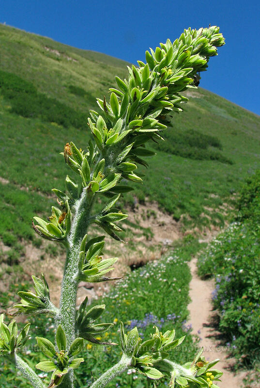 corn lily (green false hellebore) (Veratrum viride var. eschscholtzianum (Veratrum eschscholtzii)) [Paradise Park Loop Trail, Mt. Hood Wilderness, Clackamas County, Oregon]