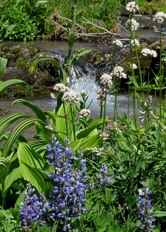 lupine, corn lily, & Sitka valerian by a stream (Lupinus latifolius, Veratrum viride var. eschscholtzianum (Veratrum eschscholtzii), Valeriana sitchensis) [Paradise Park, Mt. Hood Wilderness, Clackamas County, Oregon]