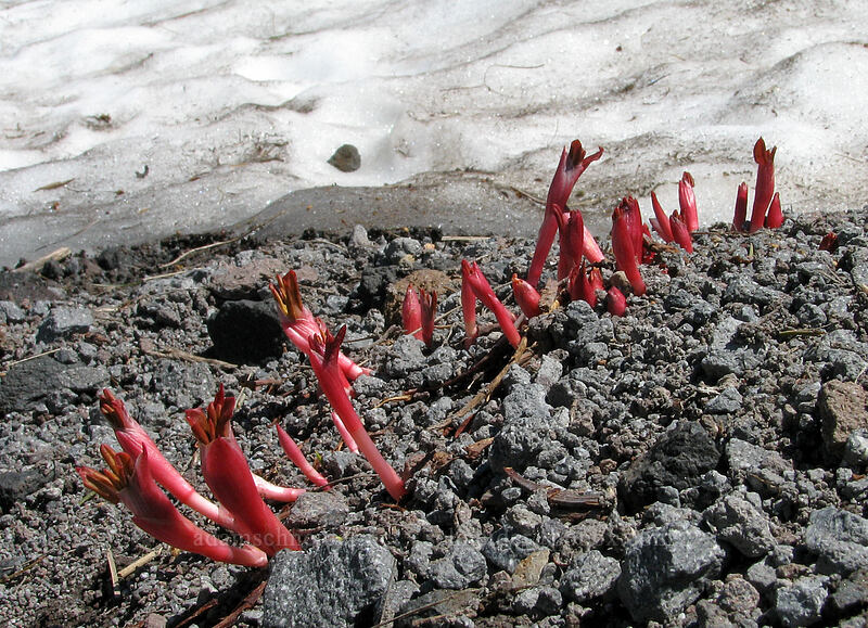 wildflower shoots near a snowfield [Paradise Park, Mt. Hood Wilderness, Clackamas County, Oregon]