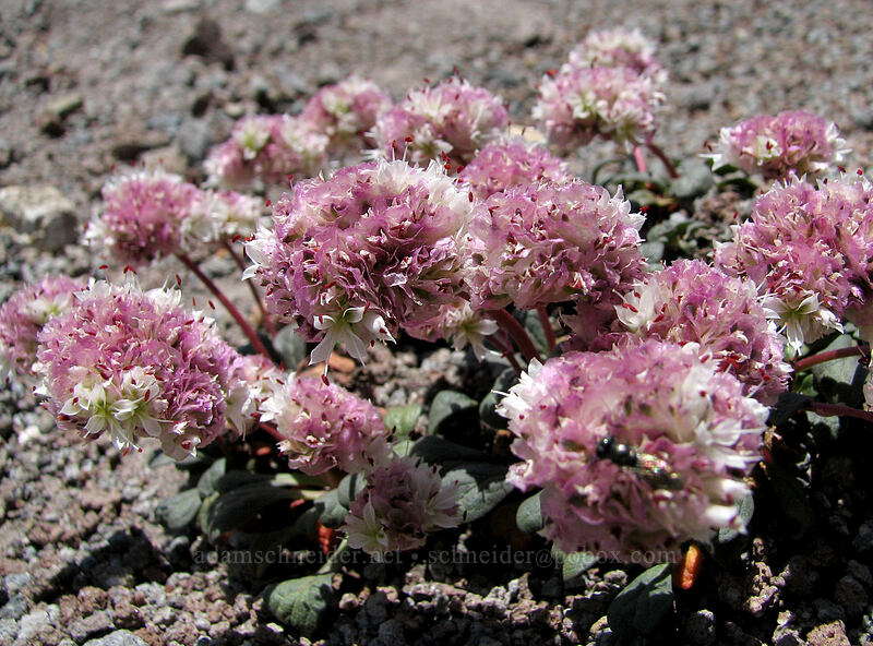 pussy-paws (Calyptridium umbellatum (Cistanthe umbellata)) [Paradise Park, Mt. Hood Wilderness, Clackamas County, Oregon]