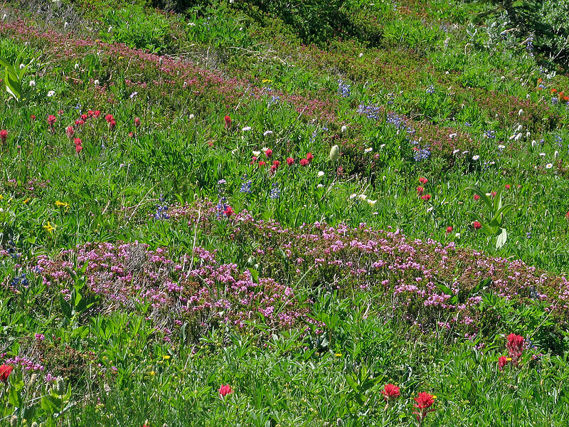 wildflowers (Phyllodoce empetriformis, Castilleja parviflora var. oreopola, Anemone occidentalis (Pulsatilla occidentalis), Lupinus latifolius) [Paradise Park, Mt. Hood Wilderness, Clackamas County, Oregon]