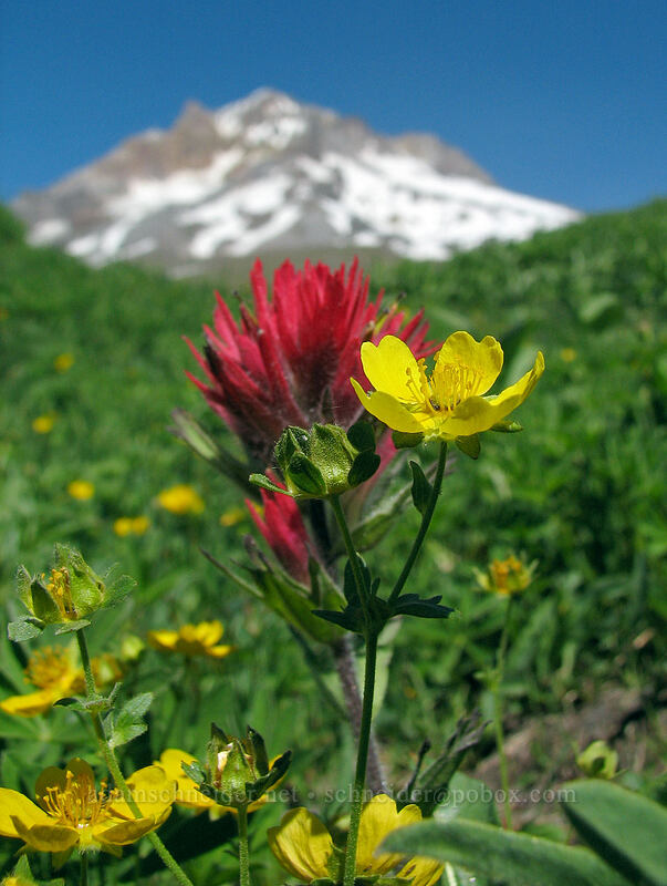 fan-leaf cinquefoil & magenta paintbrush (Potentilla flabellifolia, Castilleja parviflora var. oreopola) [Paradise Park, Mt. Hood Wilderness, Clackamas County, Oregon]
