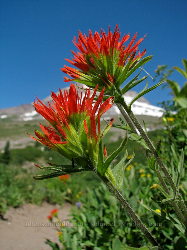 Suksdorf's paintbrush (Castilleja suksdorfii) [Paradise Park, Mt. Hood Wilderness, Clackamas County, Oregon]