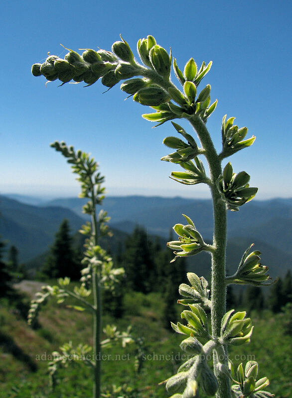 corn lily (green false hellebore) (Veratrum viride var. eschscholtzianum (Veratrum eschscholtzii)) [Paradise Park, Mt. Hood Wilderness, Clackamas County, Oregon]