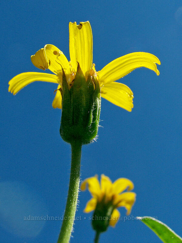 arnica (Arnica sp.) [Paradise Park Loop Trail, Mt. Hood Wilderness, Clackamas County, Oregon]
