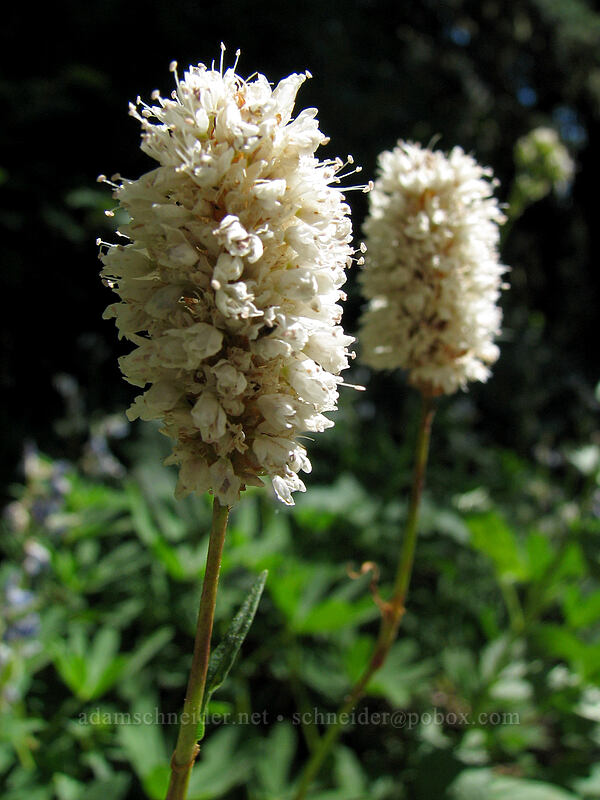 western bistort (Bistorta bistortoides (Polygonum bistortoides)) [Paradise Park Loop Trail, Mt. Hood Wilderness, Clackamas County, Oregon]