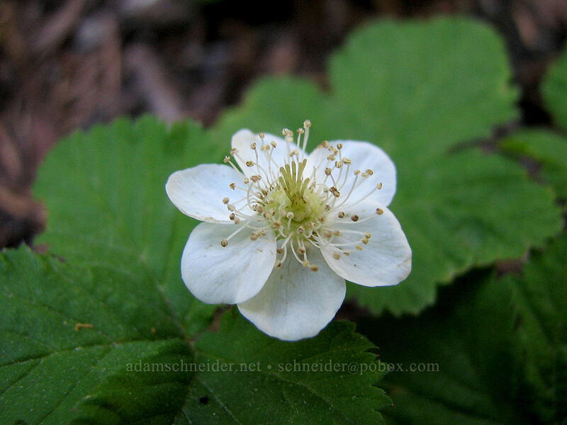dwarf bramble with 6 petals (Rubus lasiococcus) [Paradise Park Loop Trail, Mt. Hood Wilderness, Clackamas County, Oregon]