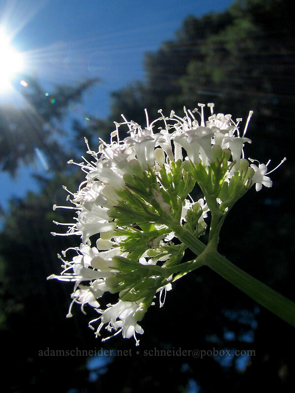 Sitka valerian, from below (Valeriana sitchensis) [Pacific Crest Trail, Mt. Hood Wilderness, Clackamas County, Oregon]