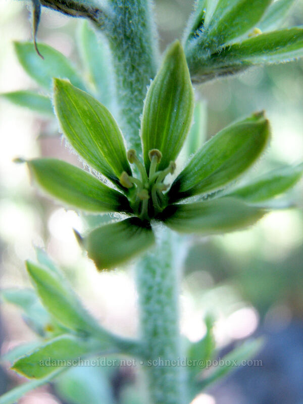 corn lily (green false hellebore) (Veratrum viride var. eschscholtzianum (Veratrum eschscholtzii)) [Pacific Crest Trail, Mt. Hood Wilderness, Clackamas County, Oregon]