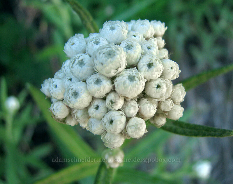 pearly everlasting (Anaphalis margaritacea) [West side of Zigzag Canyon, Mt. Hood Wilderness, Clackamas County, Oregon]