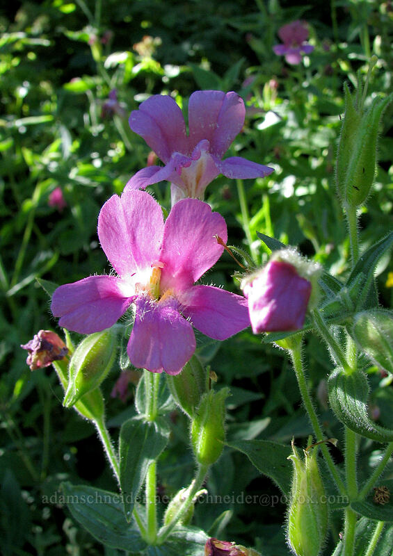 Lewis' monkeyflower (Erythranthe lewisii (Mimulus lewisii)) [West side of Zigzag Canyon, Mt. Hood Wilderness, Clackamas County, Oregon]