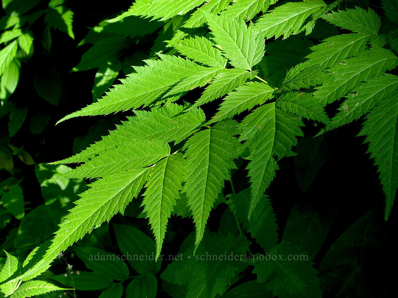 goat's-beard leaves (Aruncus dioicus (Aruncus sylvester)) [East side of Zigzag Canyon, Mt. Hood Wilderness, Clackamas County, Oregon]