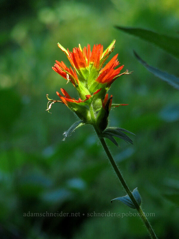 Suksdorf's paintbrush (Castilleja suksdorfii) [East side of Zigzag Canyon, Mt. Hood Wilderness, Clackamas County, Oregon]