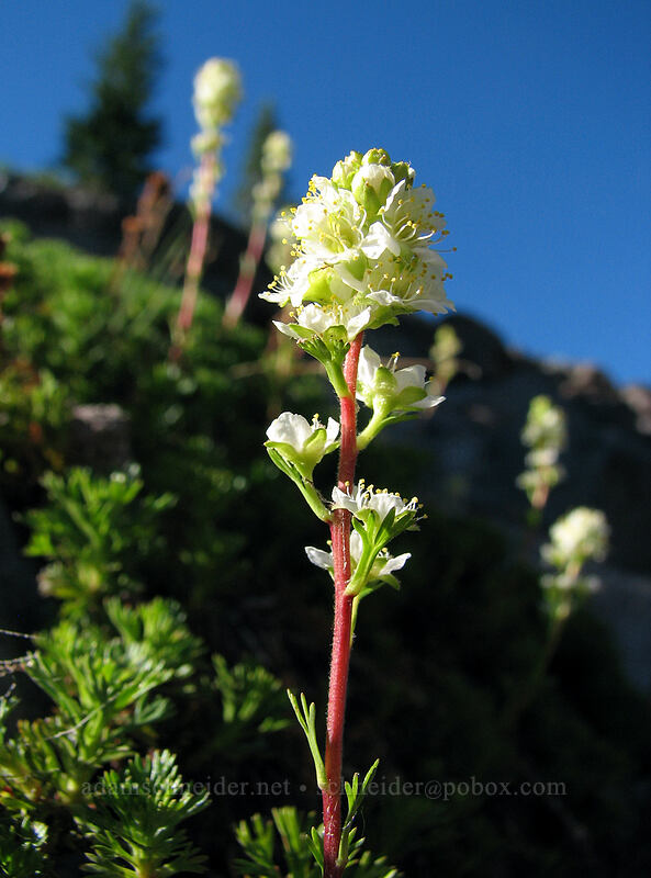 partridgefoot (Luetkea pectinata) [Pacific Crest Trail, Mt. Hood National Forest, Clackamas County, Oregon]