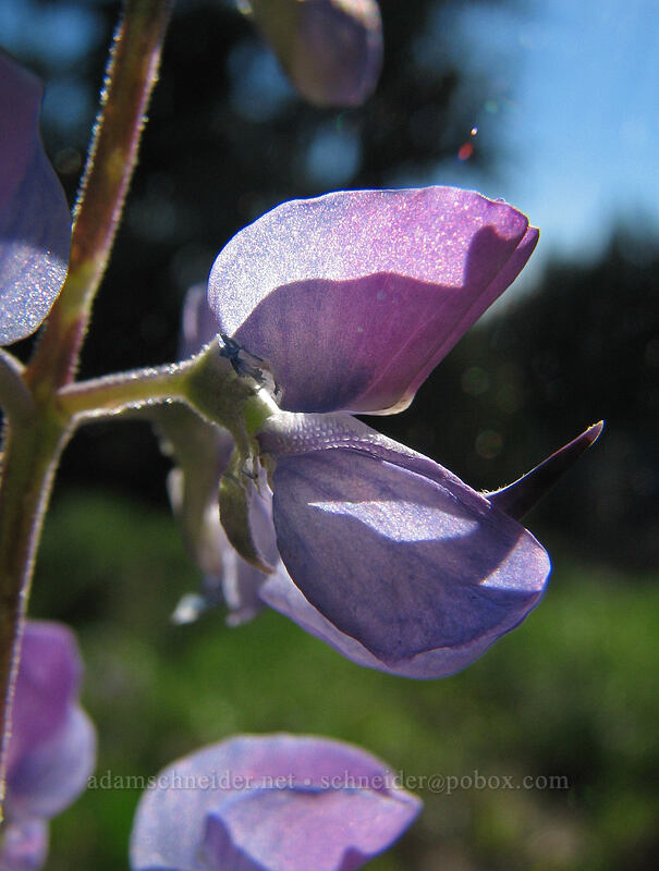 lupine (Lupinus latifolius) [Pacific Crest Trail, Mt. Hood National Forest, Clackamas County, Oregon]
