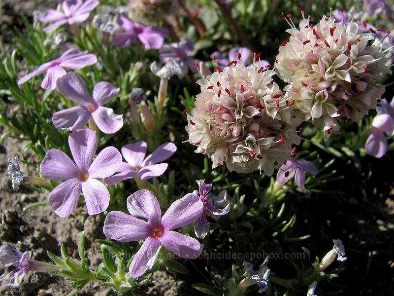 phlox & pussy-paws (Phlox diffusa, Calyptridium umbellatum (Cistanthe umbellata)) [Northwest of Timberline Lodge, Mt. Hood National Forest, Clackamas County, Oregon]