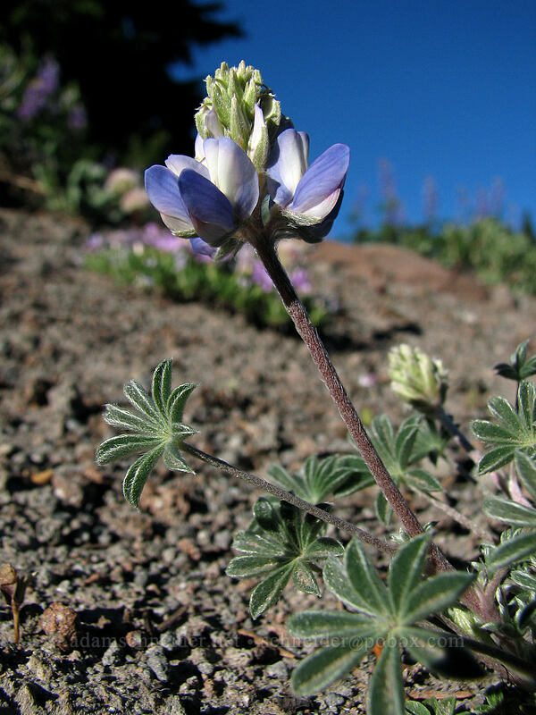 dwarf lupine (Lupinus lepidus var. lobbii) [Northwest of Timberline Lodge, Mt. Hood National Forest, Clackamas County, Oregon]