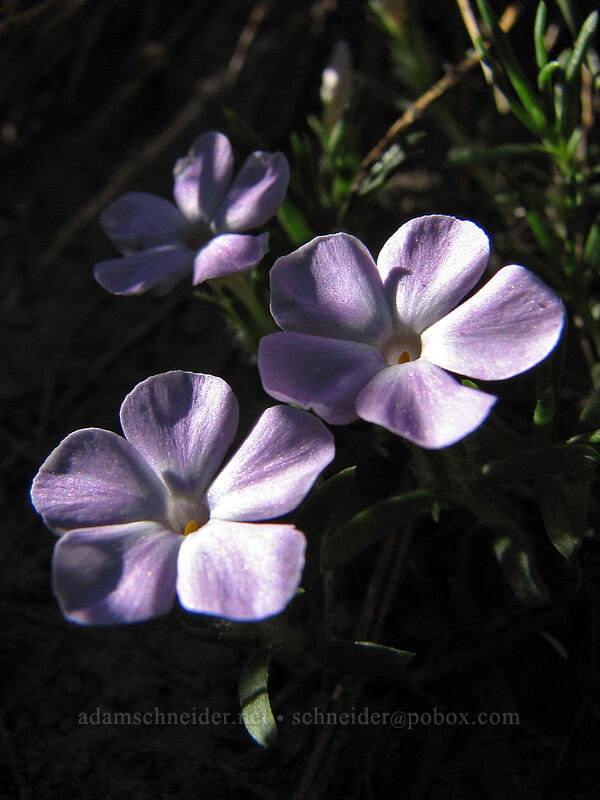 phlox (Phlox diffusa) [Above Timberline Lodge, Mt. Hood National Forest, Clackamas County, Oregon]