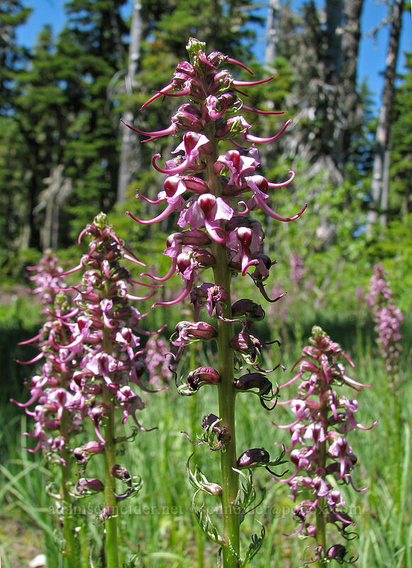 elephant's-head lousewort (Pedicularis groenlandica) [Pinnacle Ridge Trail, Mt. Hood Wilderness, Hood River County, Oregon]