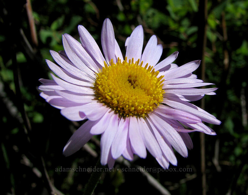 subalpine fleabane (Erigeron glacialis var. glacialis) [Pinnacle Ridge Trail, Mt. Hood Wilderness, Hood River County, Oregon]