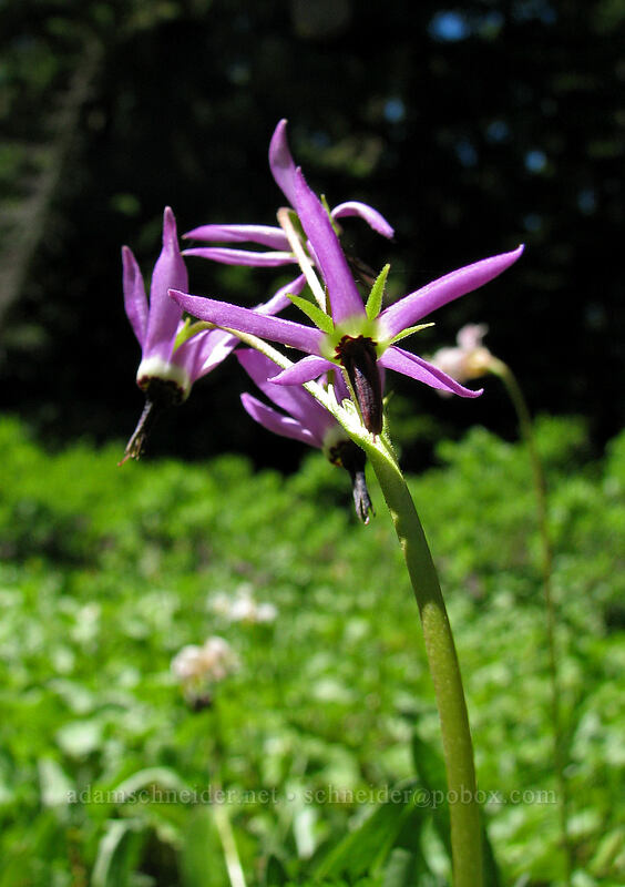 tall mountain shooting star (Dodecatheon jeffreyi (Primula jeffreyi)) [Pinnacle Ridge Trail, Mt. Hood Wilderness, Hood River County, Oregon]